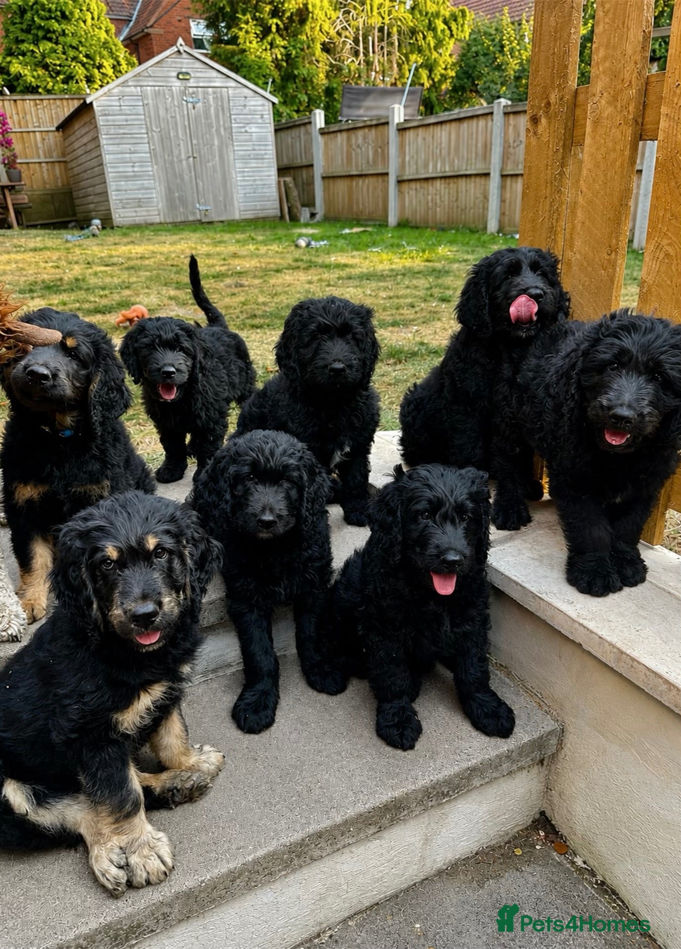 Goldendoodle dogs Ready to go F1 Standard Goldendoodle Puppies Large - Advert 1