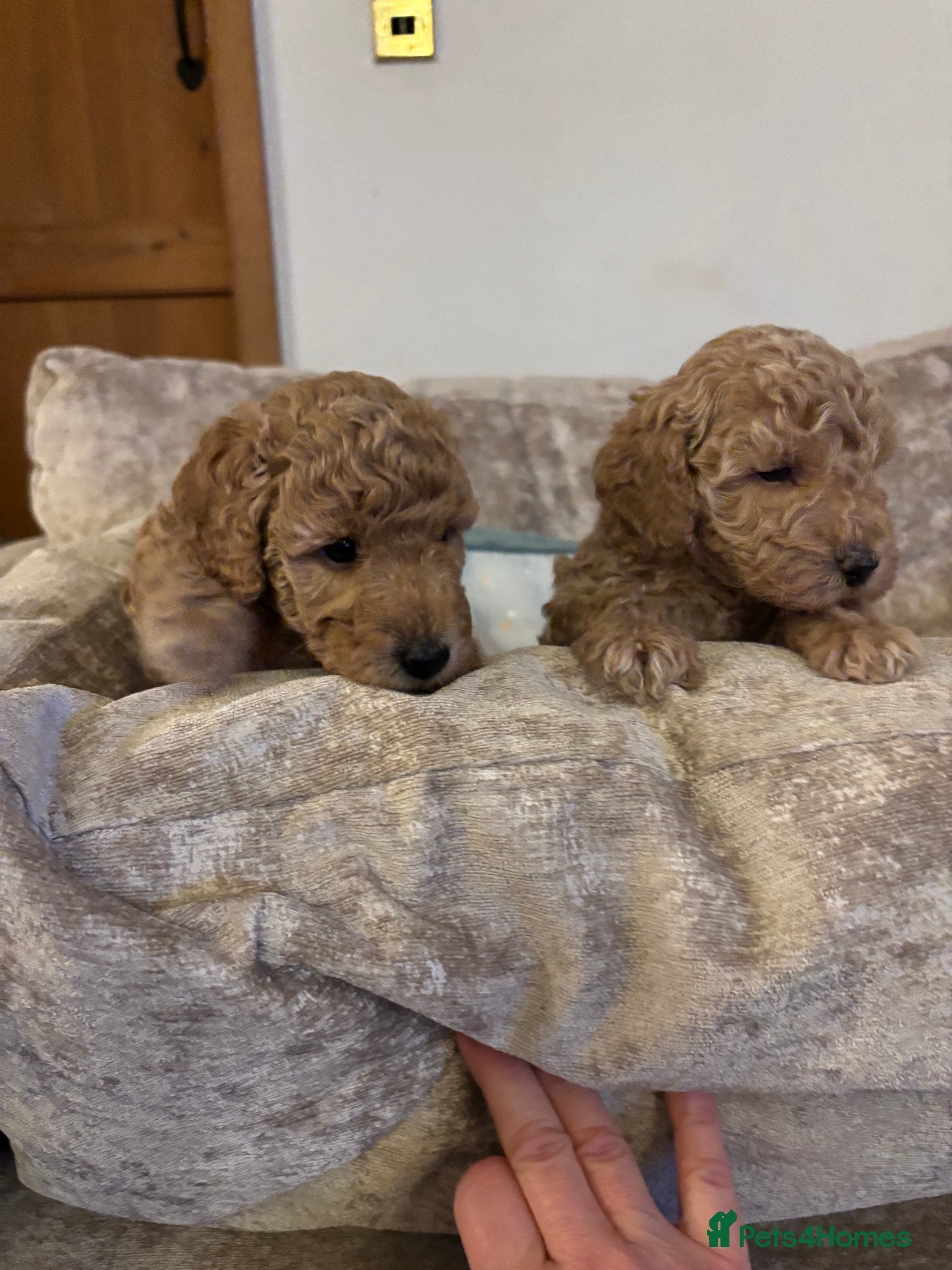 Sproodle dogs Gorgeous Sproodle F1b puppies - Advert 3