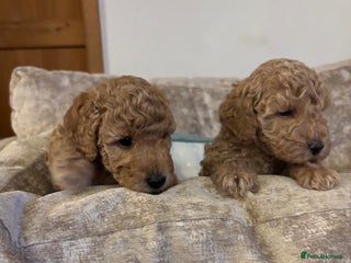 Sproodle dogs Gorgeous Sproodle F1b puppies - Advert 6