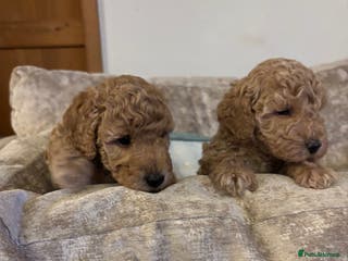 Sproodle dogs Gorgeous Sproodle F1b puppies - Advert 1