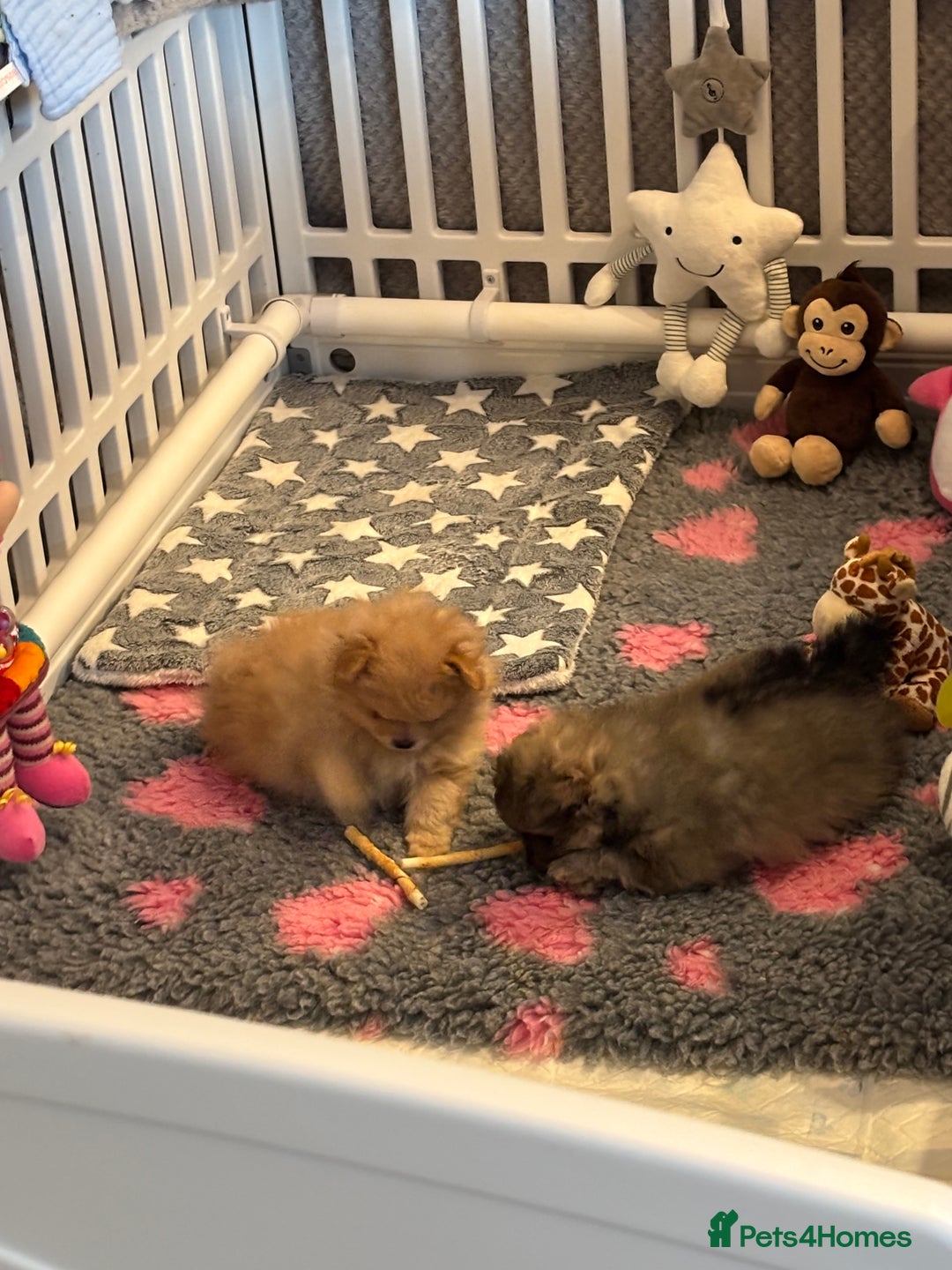 Pomeranian dogs for sale: Pomeranian girl puppies - Advert 5