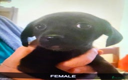 Chiweenie dogs for sale: 2 beautiful cheweenie pups - Image 2