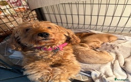 Cockapoo dogs for sale: Cockapoo puppies  - Image 8