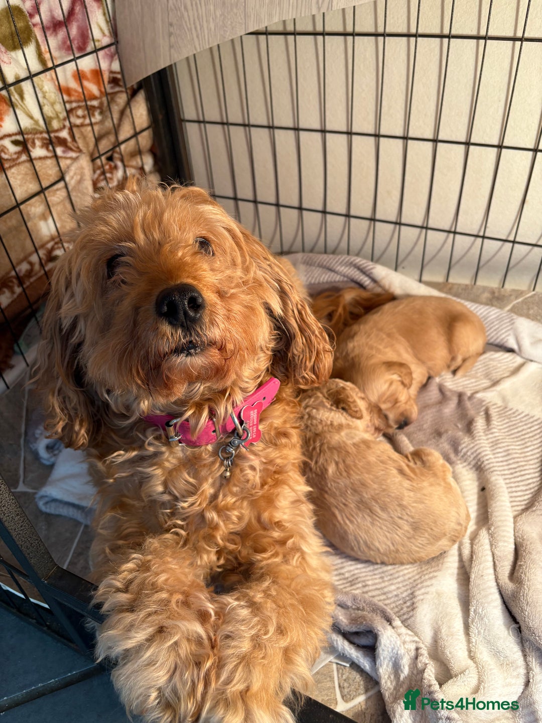 Cockapoo dogs for sale: Cockapoo puppies  - Image 8