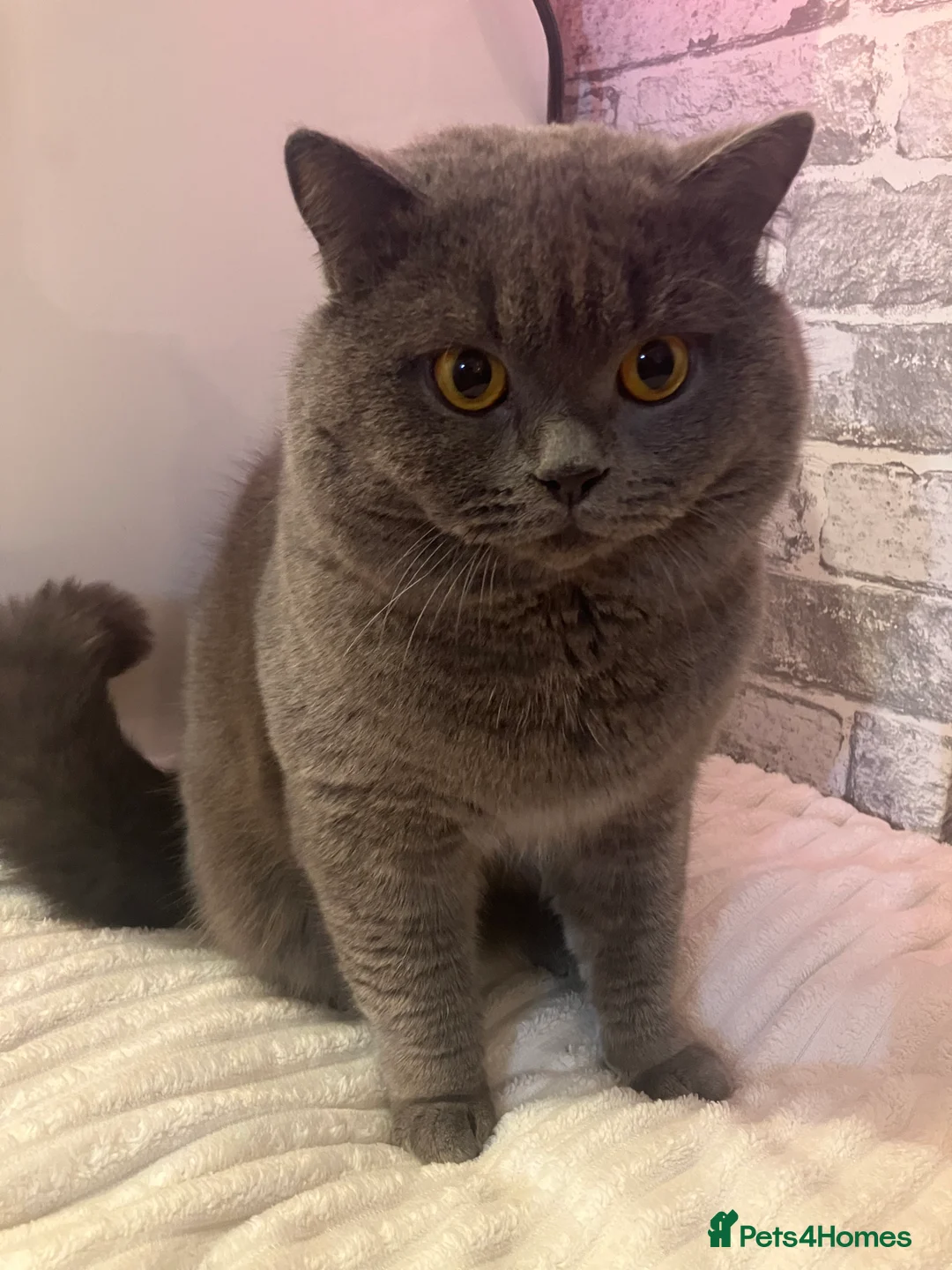 British Shorthair cats for stud: 🩵 British shorthair 🩵 - Advert 2