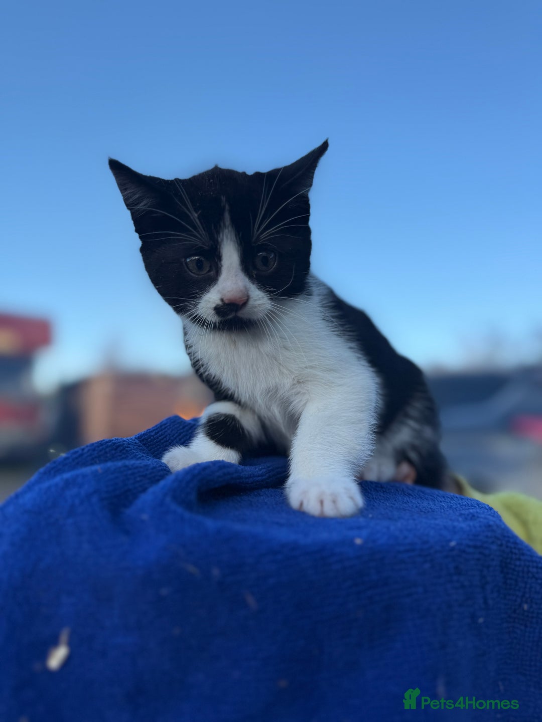 Mixed Breed cats for sale: Stunning little kittens  - Advert 5