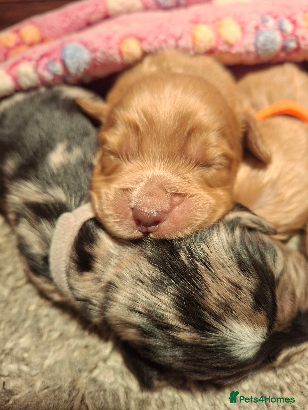 Cocker Spaniel dogs for sale: Cocker spaniel pups - Advert 12