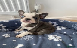 French Bulldog dogs for sale: French Bulldog (Blu) - Image 11
