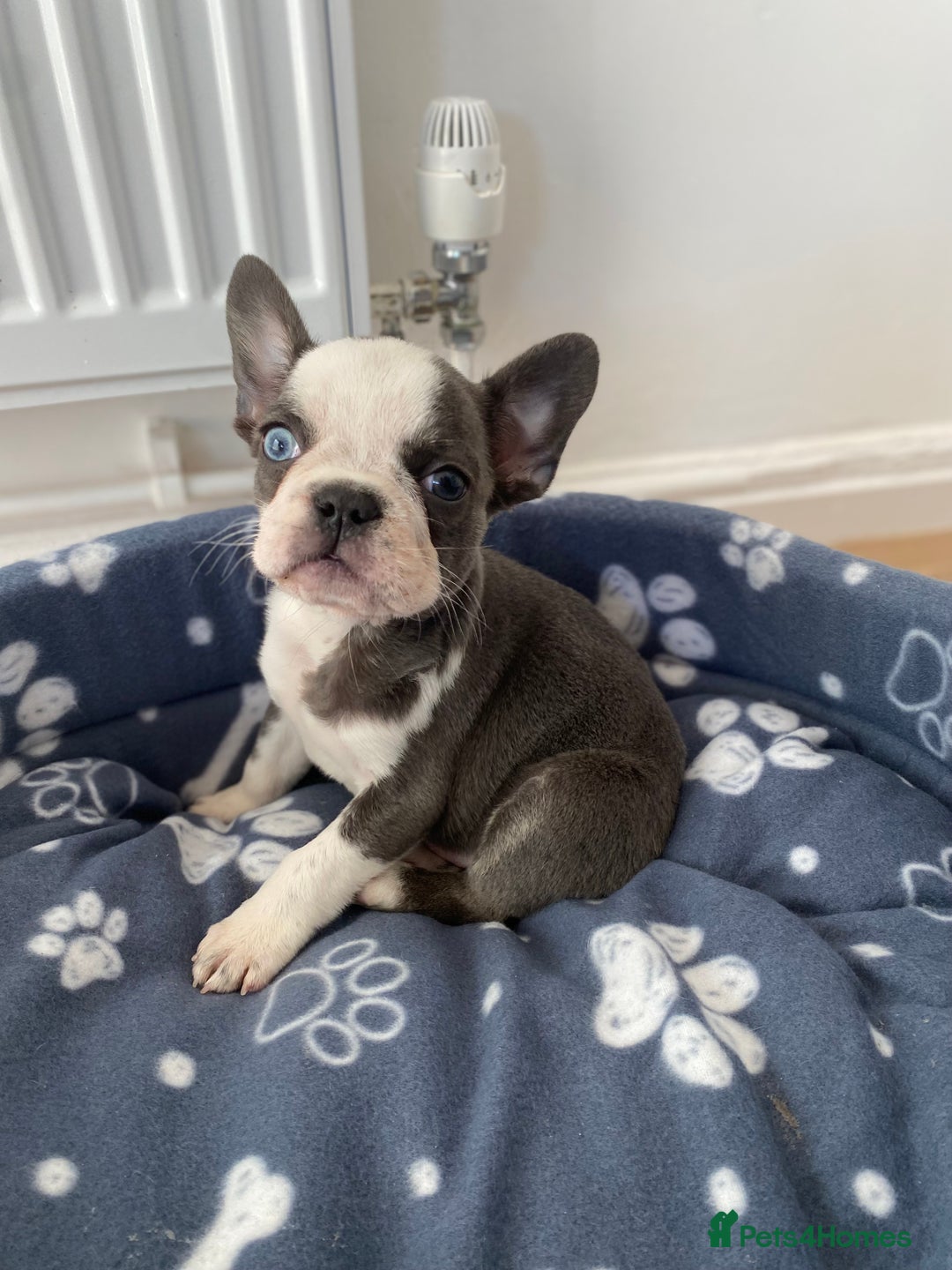 French Bulldog dogs for sale: French Bulldog (Blu) - Image 11