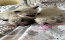 Ragdoll cats for sale: Purebred bluepoint ragdolls - Image 22