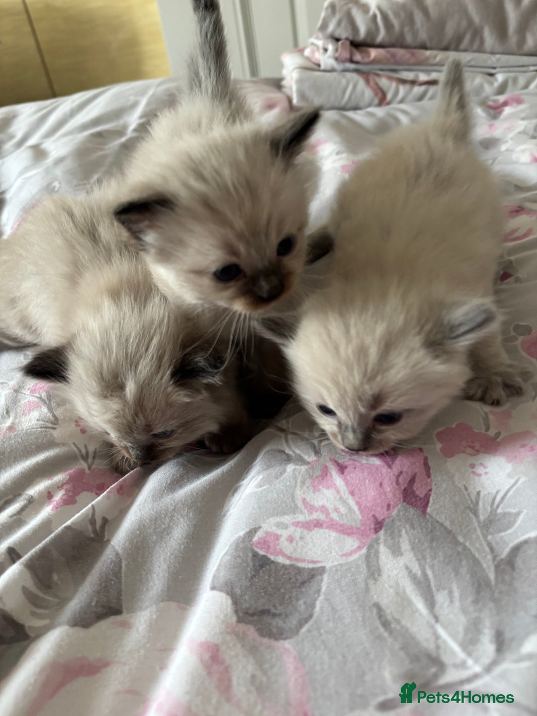 Ragdoll cats for sale: Purebred bluepoint ragdolls - Image 22