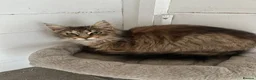 Maine Coon cats for sale: Maine Coon cat for sale in Larne - Advert 7