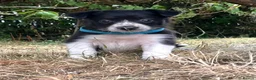 Border Collie dogs for sale: Stunning Border Collie Puppies in Llandovery - Advert 14