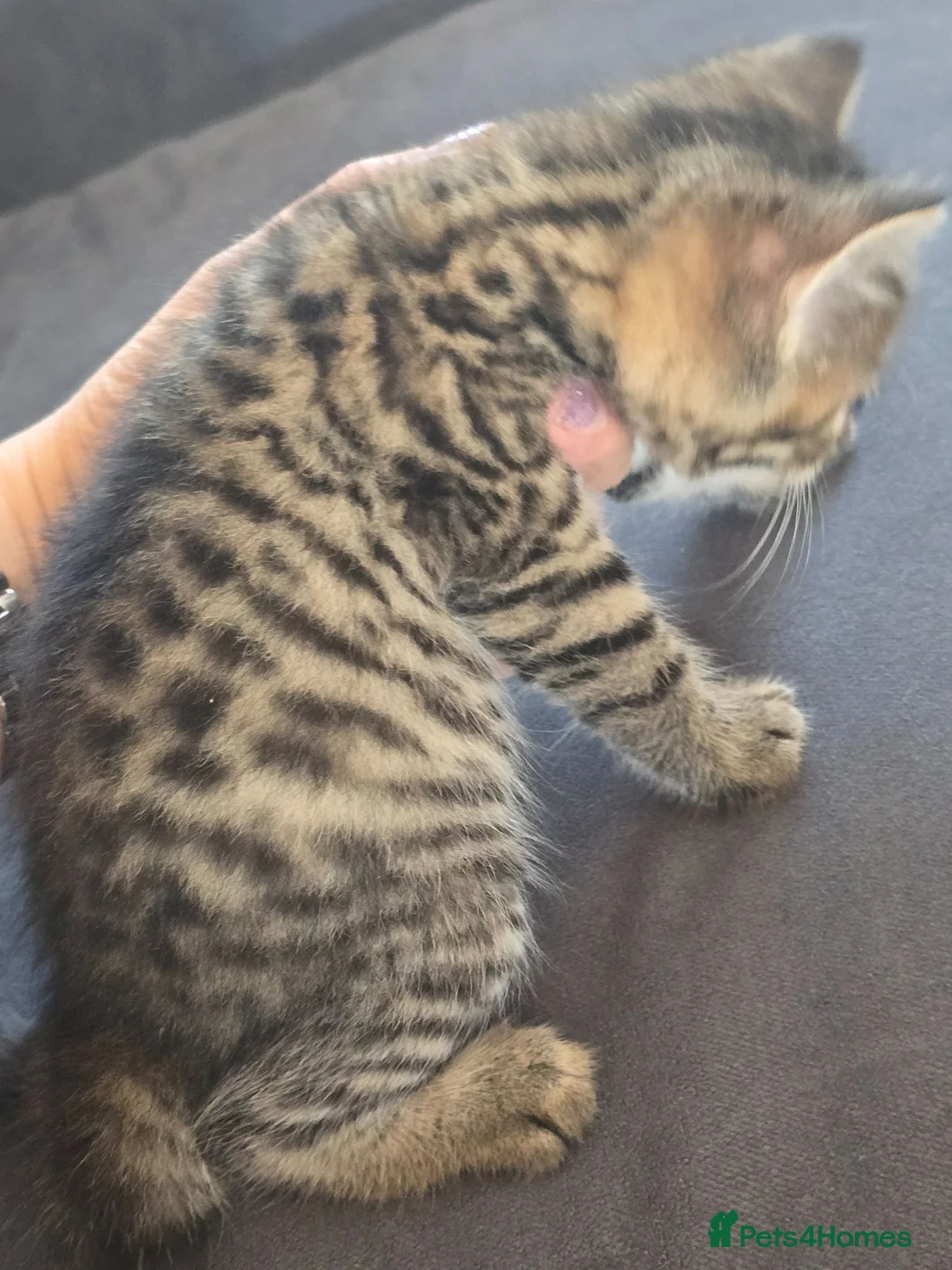British Shorthair cats for sale: Brittish shorthair cross Bengal  in Southend-on-Sea - Advert 2