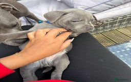 Staffordshire Bull Terrier dogs for sale: 💥READY TO LEAVE NOW 💥 PURE BLUE STAFFS PUPS🩵 in Barnsley - Image 32