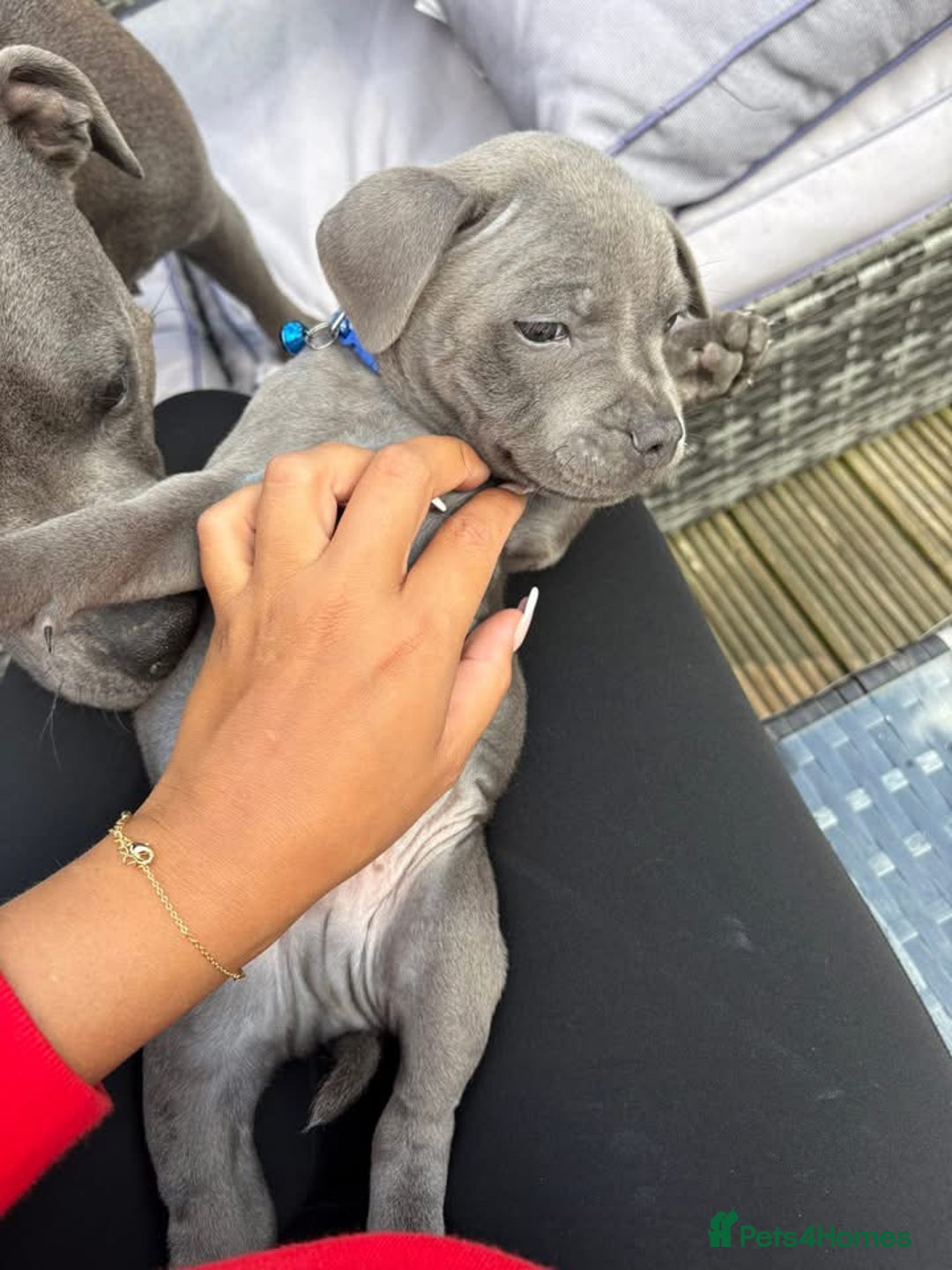 Staffordshire Bull Terrier dogs for sale: 💥READY TO LEAVE NOW 💥 PURE BLUE STAFFS PUPS🩵 in Barnsley - Image 32