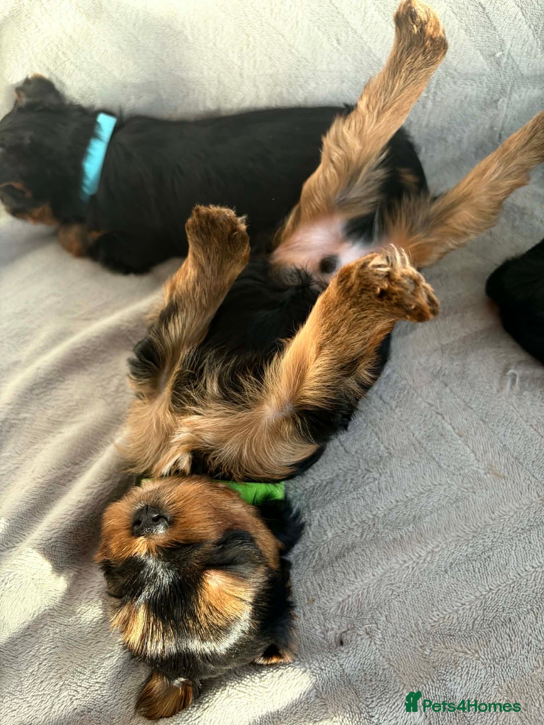 Yorkshire Terrier dogs for sale: Yorkshire Terrier puppies looking for new homes  - Advert 15