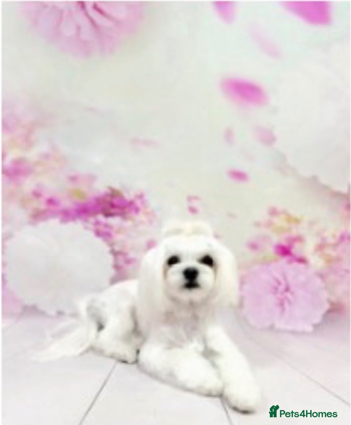 Maltese dogs Pure Korean Meltese puppies for sale - Advert 1
