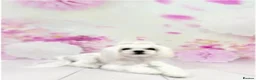 Maltese dogs for sale: Pure Korean Meltese puppies for sale - Advert 1