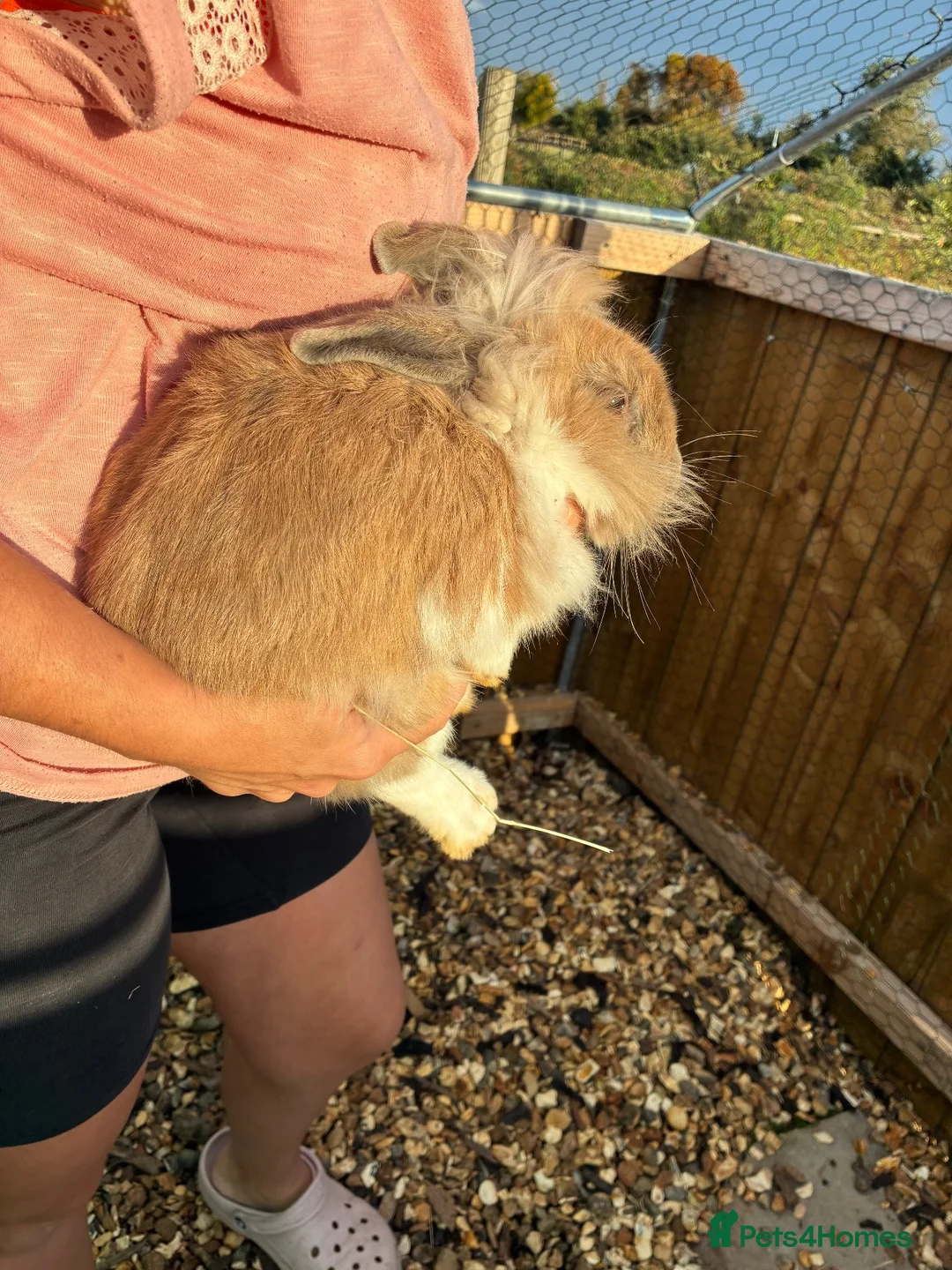 Lionhead rabbits for sale: Orange boy grey/white girl - Advert 5