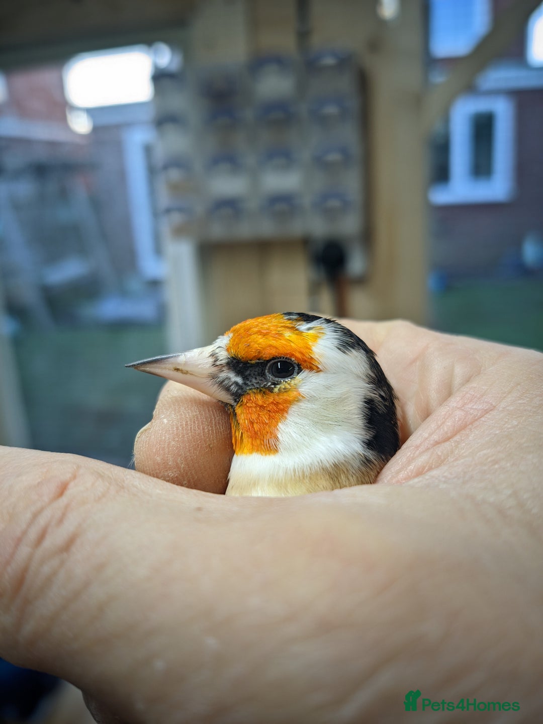Finches birds for sale: Siberian Goldfinch - Advert 2