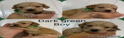 Cocker Spaniel dogs for sale: Cocker spaniel puppy’s 🐶  - Advert 10