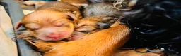 Mixed Breed dogs for sale: Cocker-Pomeranian  - Advert 1