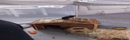 Gerbil rodents for sale: Male Gerbil/Gerbil(s) for sale - Advert 7