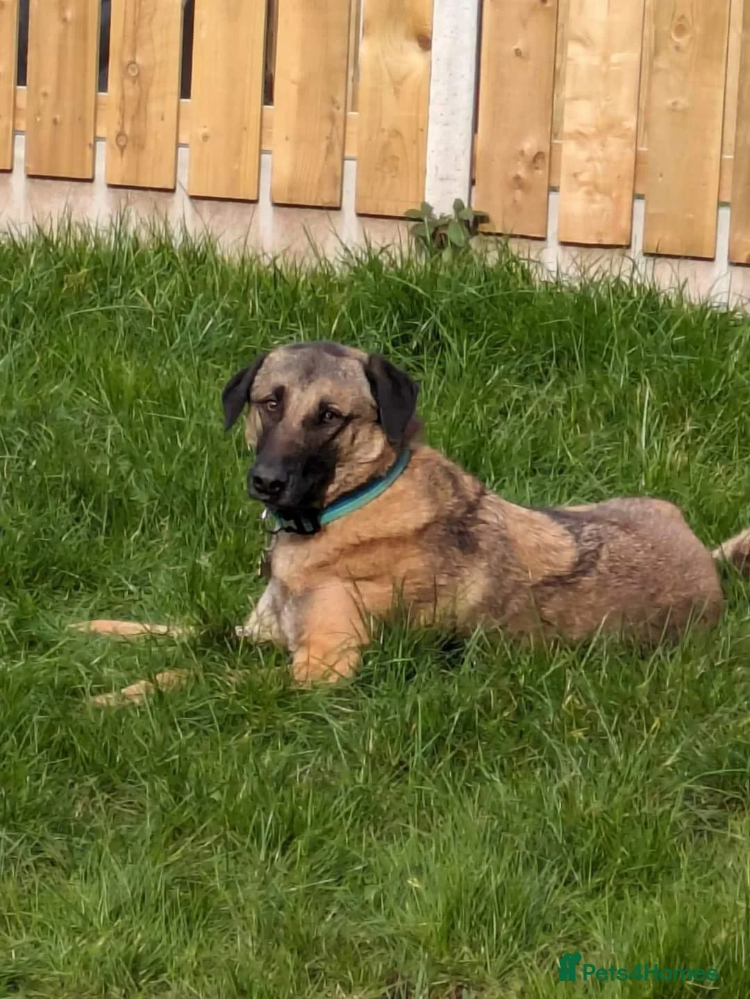 Mixed Breed dogs for adoption: Meet Pickle, currently residing in Wales in Barry - Advert 17