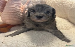 Cockapoo dogs for sale: Adorable Cockapoo puppies  - Image 1