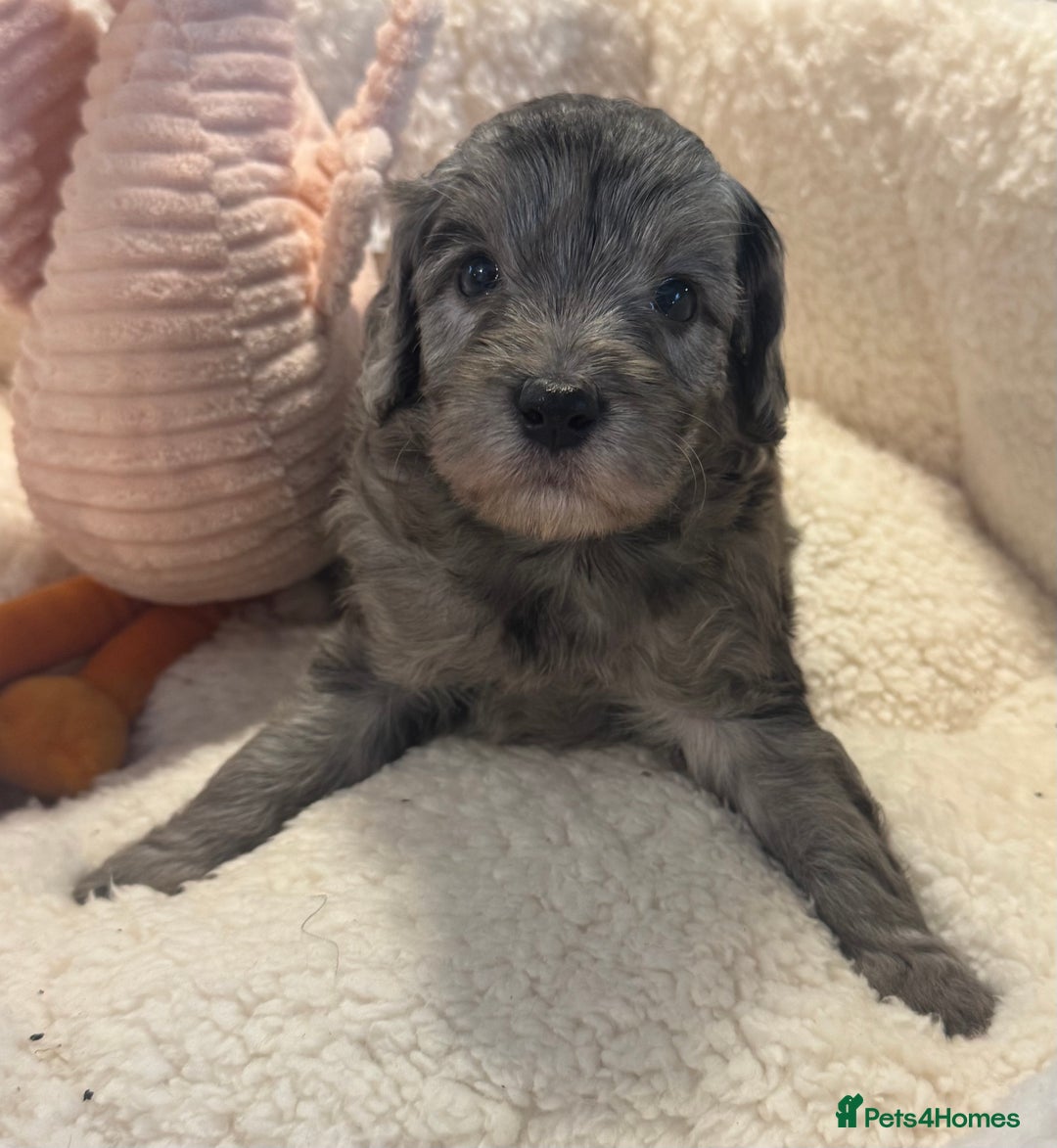 Cockapoo dogs for sale: Adorable Cockapoo puppies  - Image 1