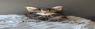 Maine Coon Kitten 6