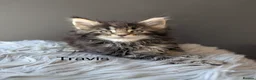 Maine Coon cats for sale: Outstanding Russia lines baby boys  - Advert 18