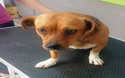 Mixed Breed dogs for adoption: LUCY, a Superb little Girl, for a Loving Home - Image 2