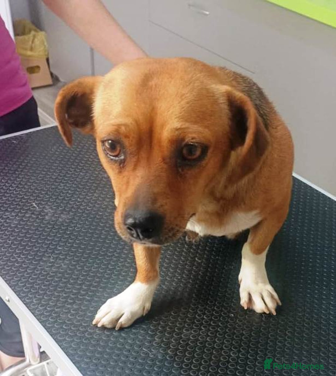 Mixed Breed dogs for adoption: LUCY, a Superb little Girl, for a Loving Home - Image 2