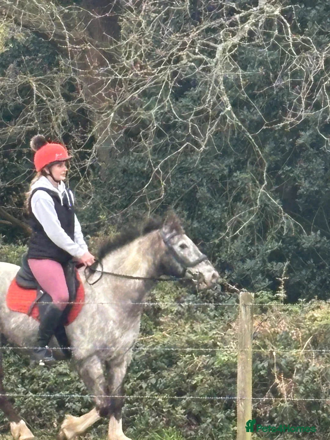 American Quarter horses for sale: Alfie 14.1 gelding  in Southampton - Advert 1