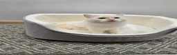 Ragdoll cats for sale: Rare Cream Female Flame Point - Advert 8