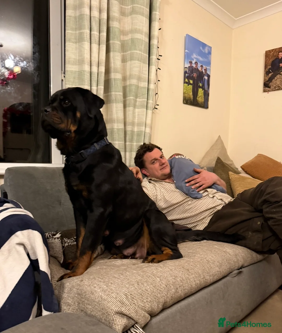 Mixed Breed dogs for sale: The best breed in the world  - Advert 1