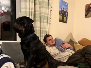 Mixed Breed dogs The best breed in the world - Advert 1