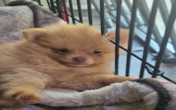 Pomeranian dogs for sale: Pomeranian,  from fully health tested parents  - Image 3