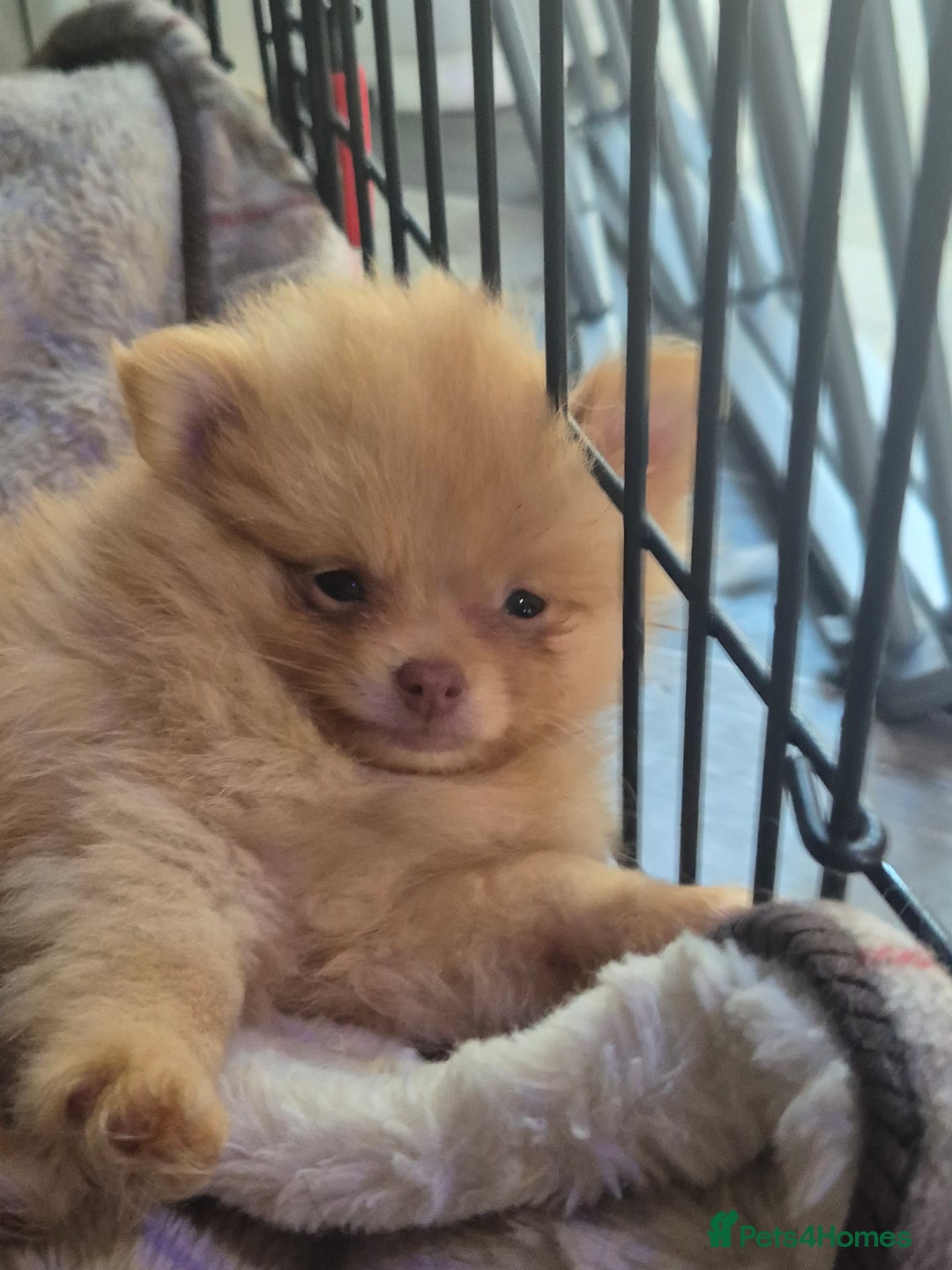 Pomeranian dogs for sale: Pomeranian,  from fully health tested parents  - Image 3