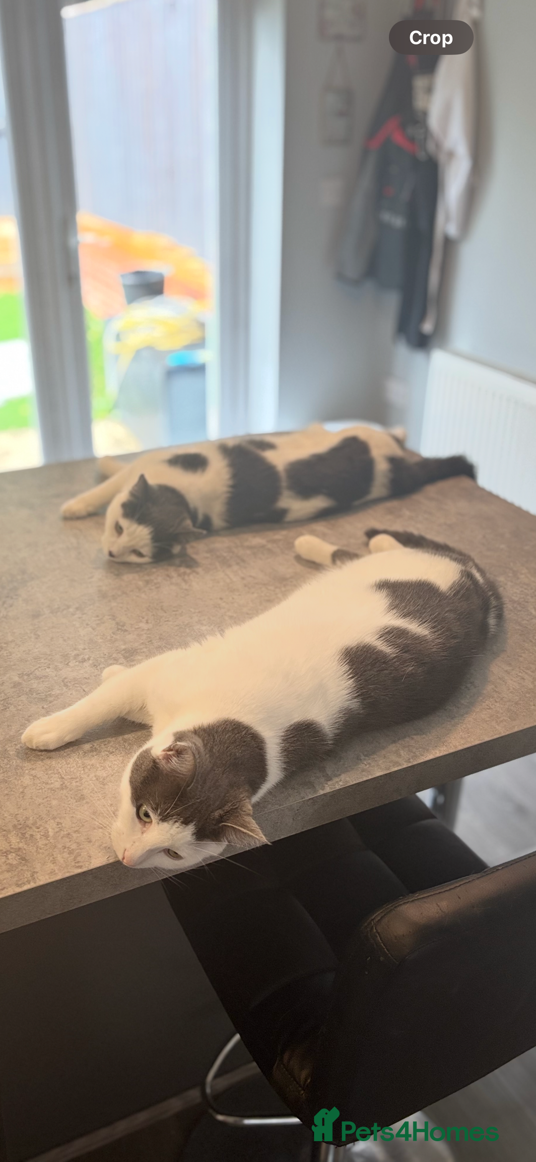 British Shorthair cats for sale: Two Female Cats For Sale - Image 2