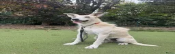 Mixed Breed dogs for adoption: Pretty Peggy looking for her family - Advert 10