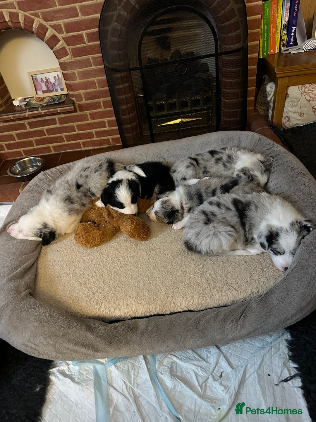 Border Collie dogs for sale: Beautiful litter of 8 border collies puppies - Advert 22