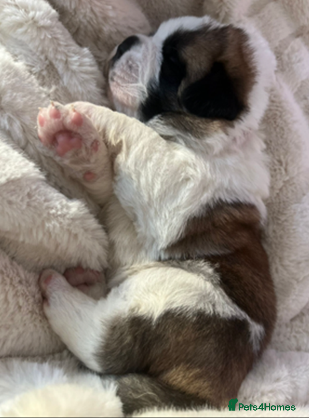 Saint Bernard dogs for sale: Exceptional St. Bernard Puppies ~ Health Tested - Advert 7