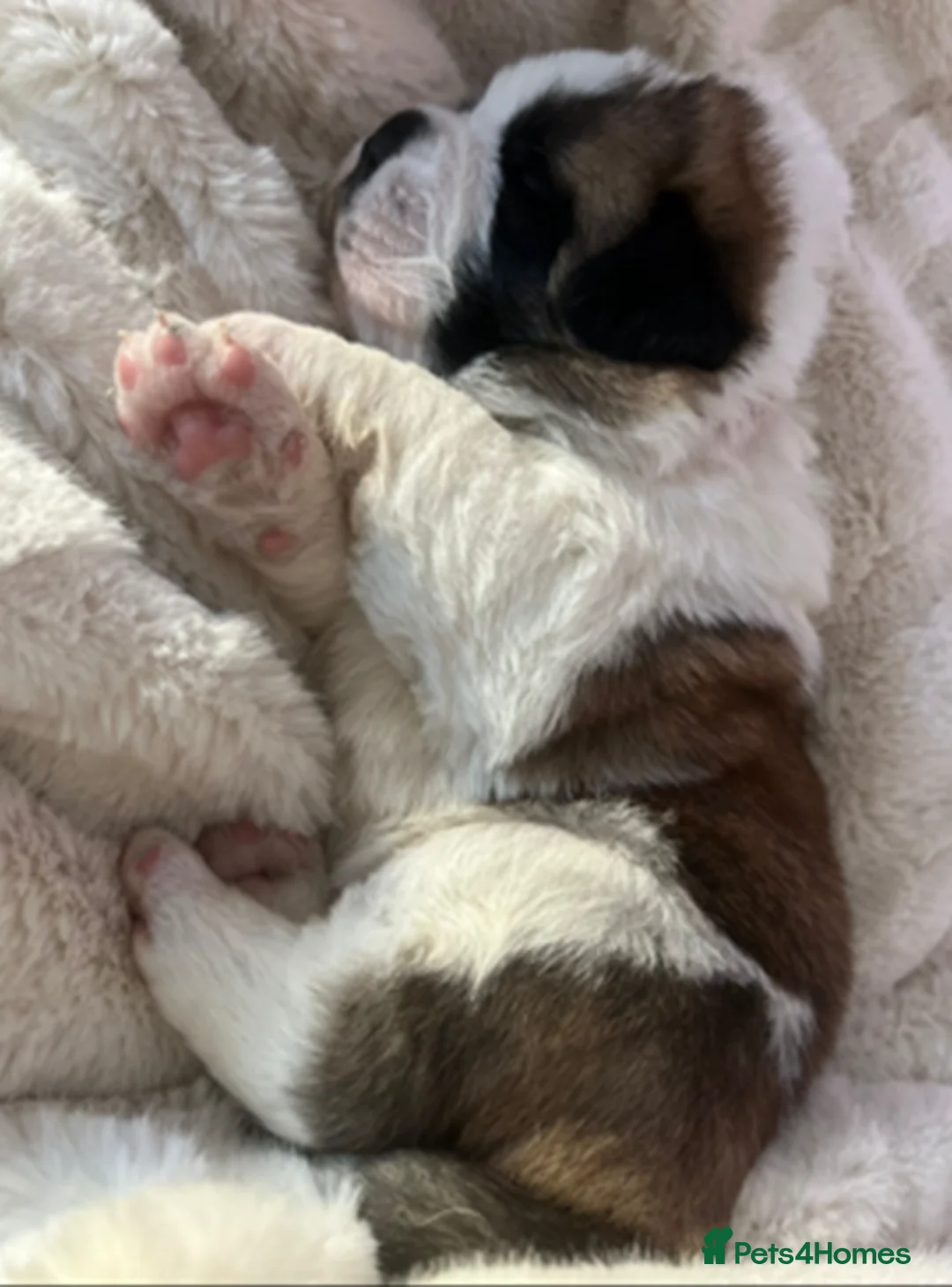 Saint Bernard dogs for sale: St bernard female 12 months - Advert 3