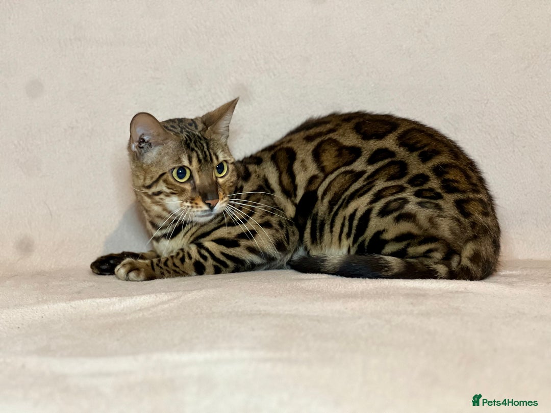 Bengal cats for sale: Bengal Queen  - Advert 17