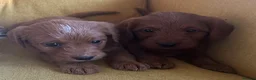 Labradoodle dogs for sale: Health tested F1 Labradoodle Puppies in Harrogate - Advert 15