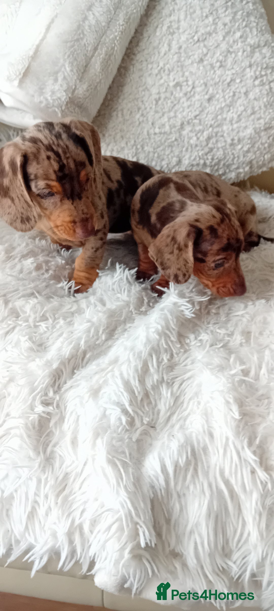 Miniature Dachshund dogs for sale: 2 dapple girls - Advert 10