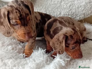 Miniature Dachshund dogs 2 dapple girls - Advert 17